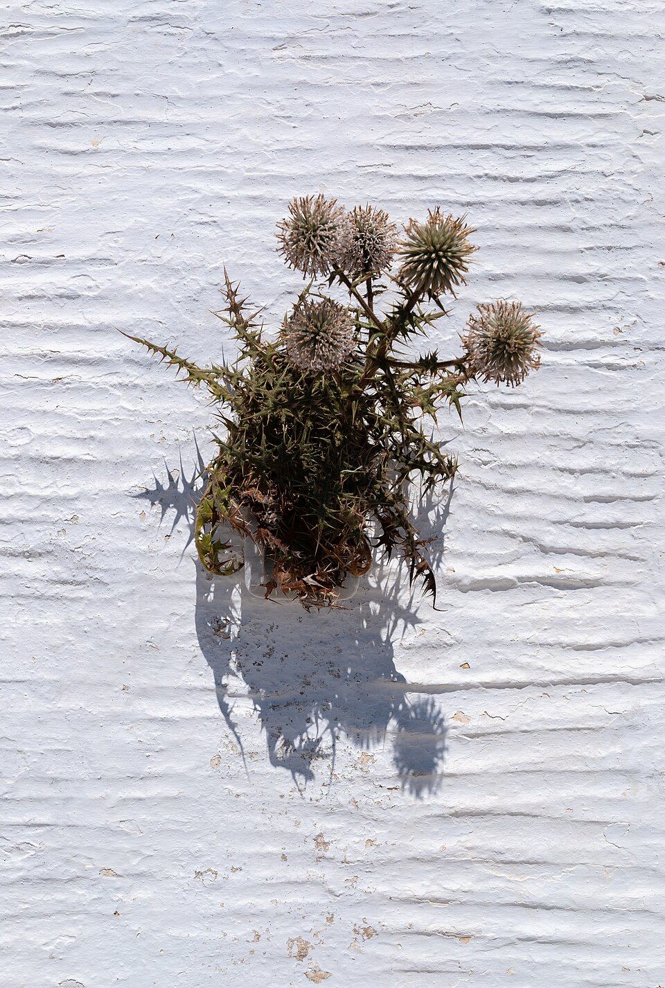 A thistle growing from a white lime-plastered wall, casting a sharp shadow